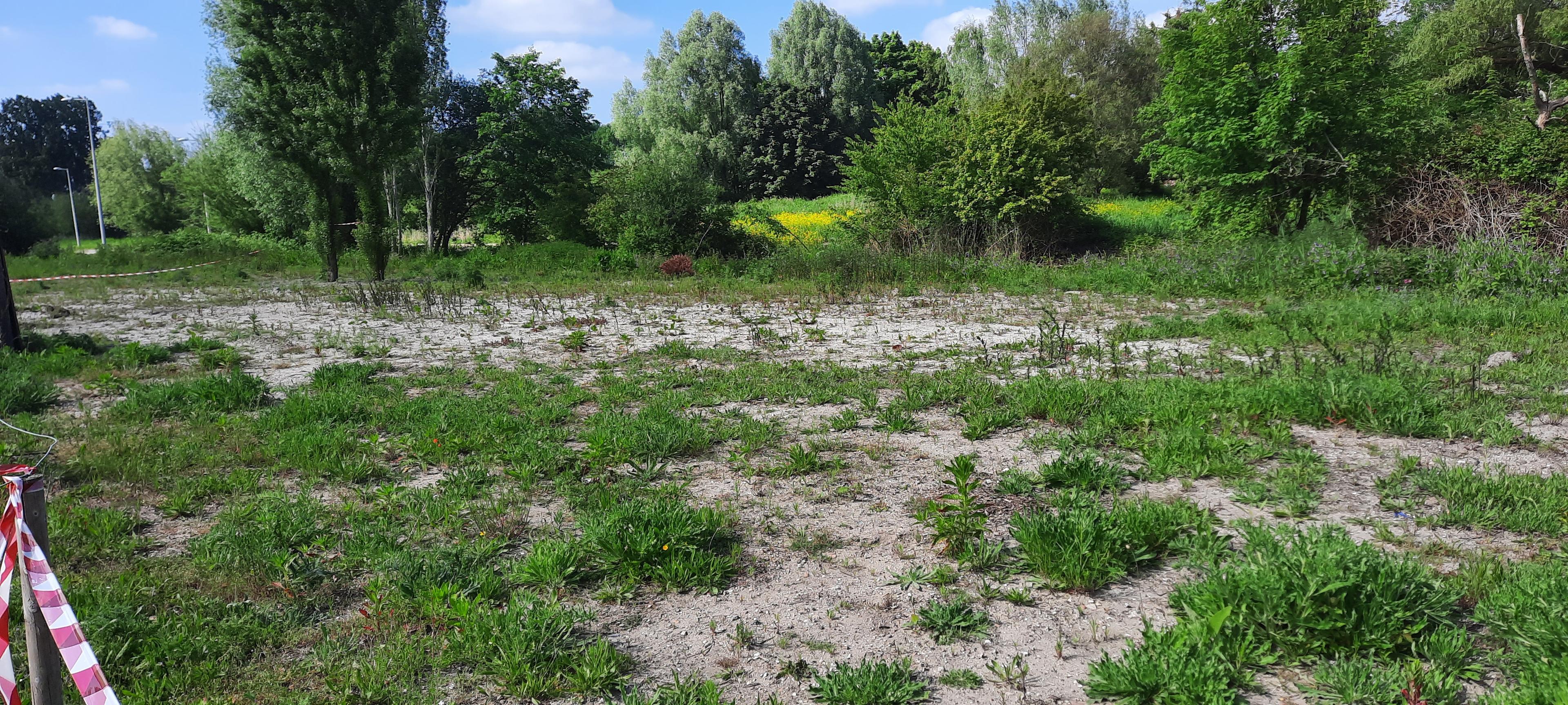 Een groen bloemenveld