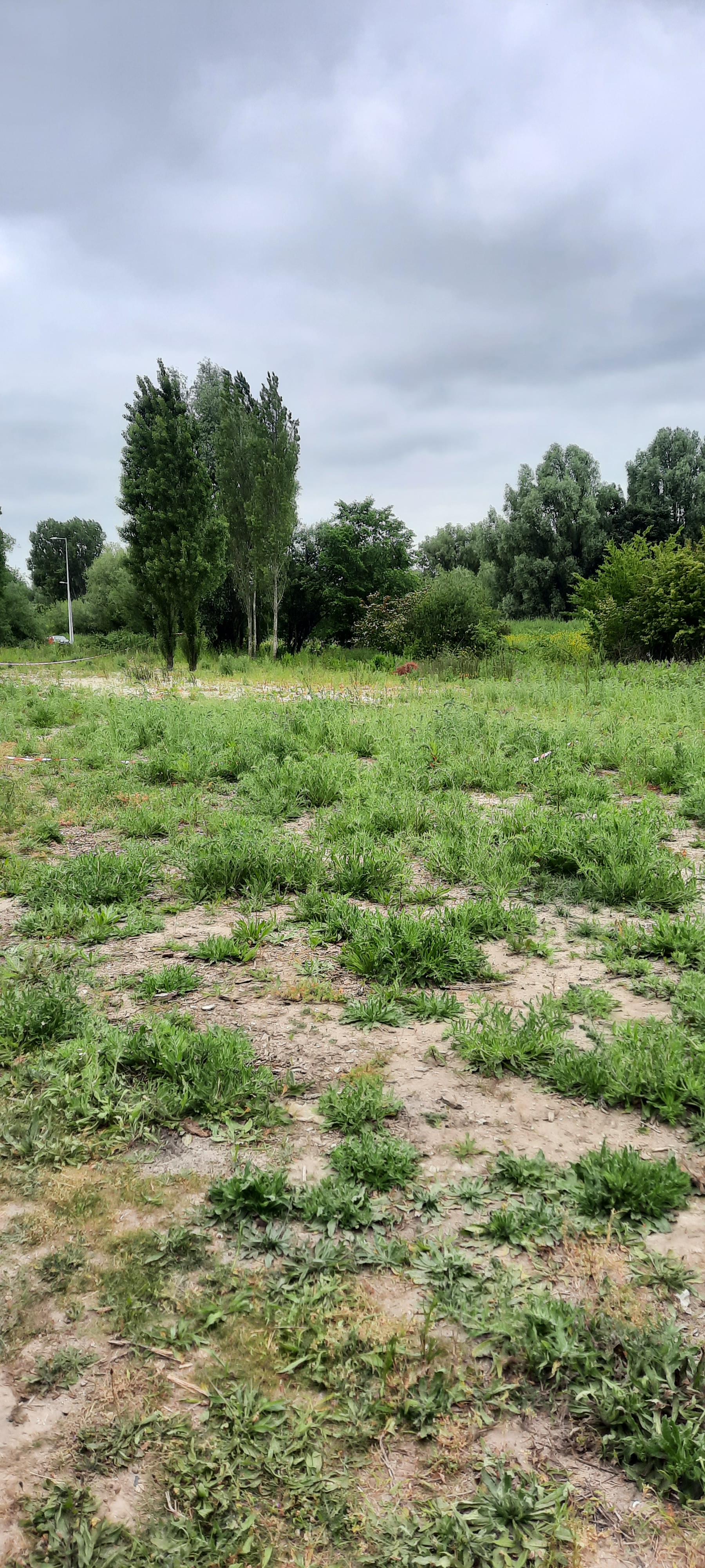 Een droog groen bloemenveld