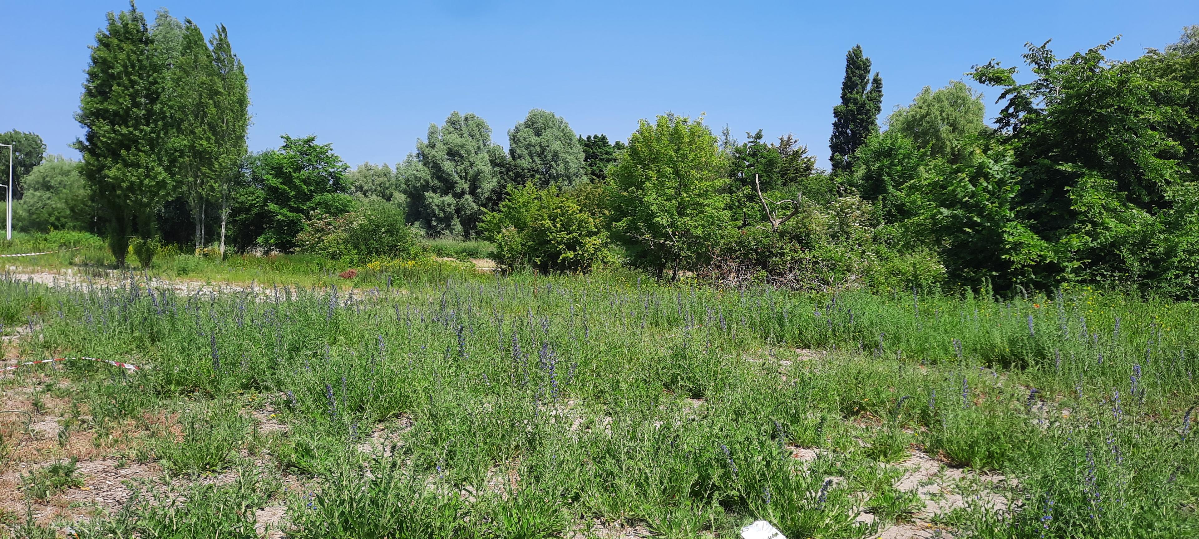 Slangenkruid op het bloemenveld