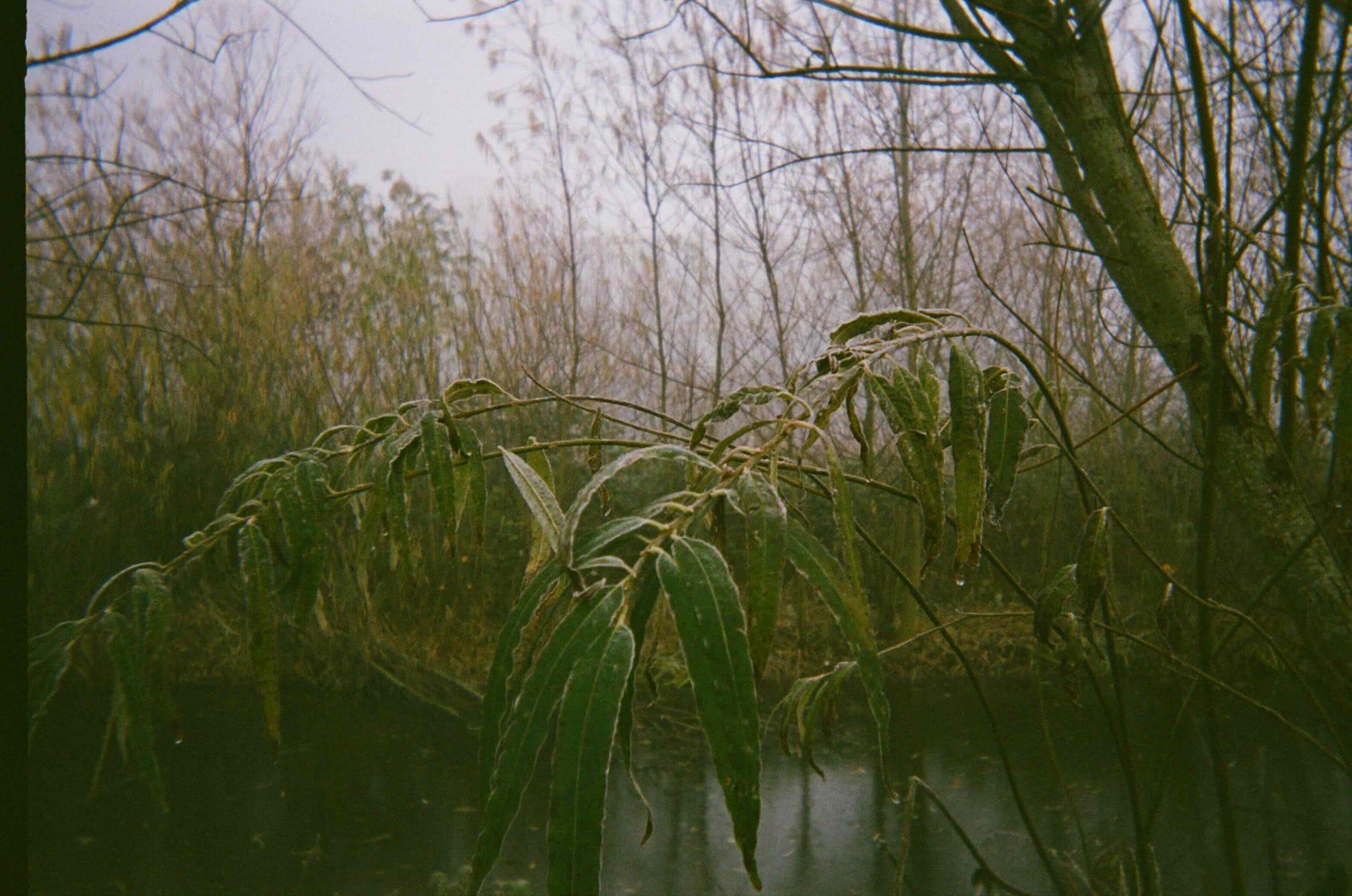 An analogue picture of reeds & water