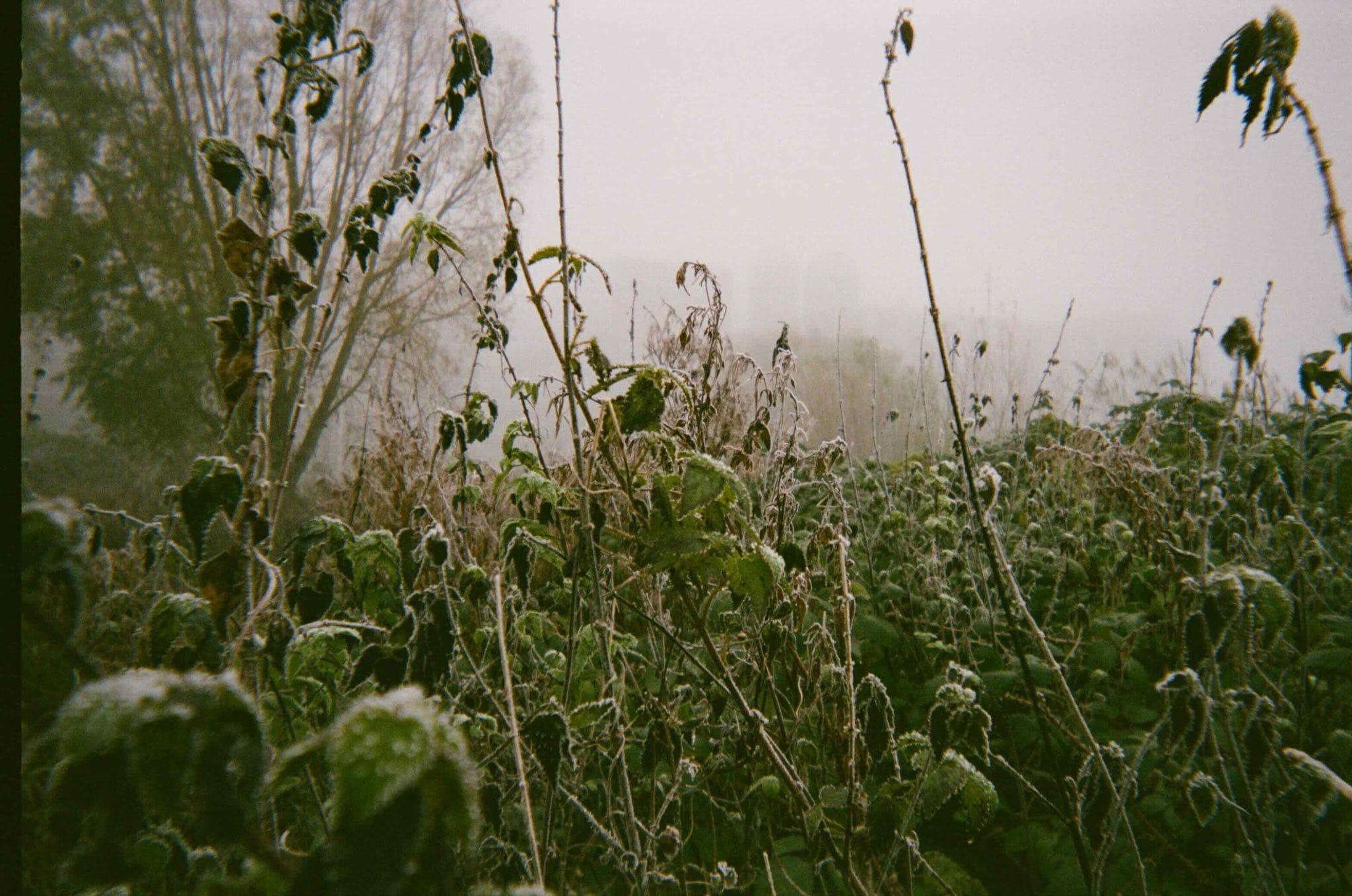 An analogue picture of winter plants