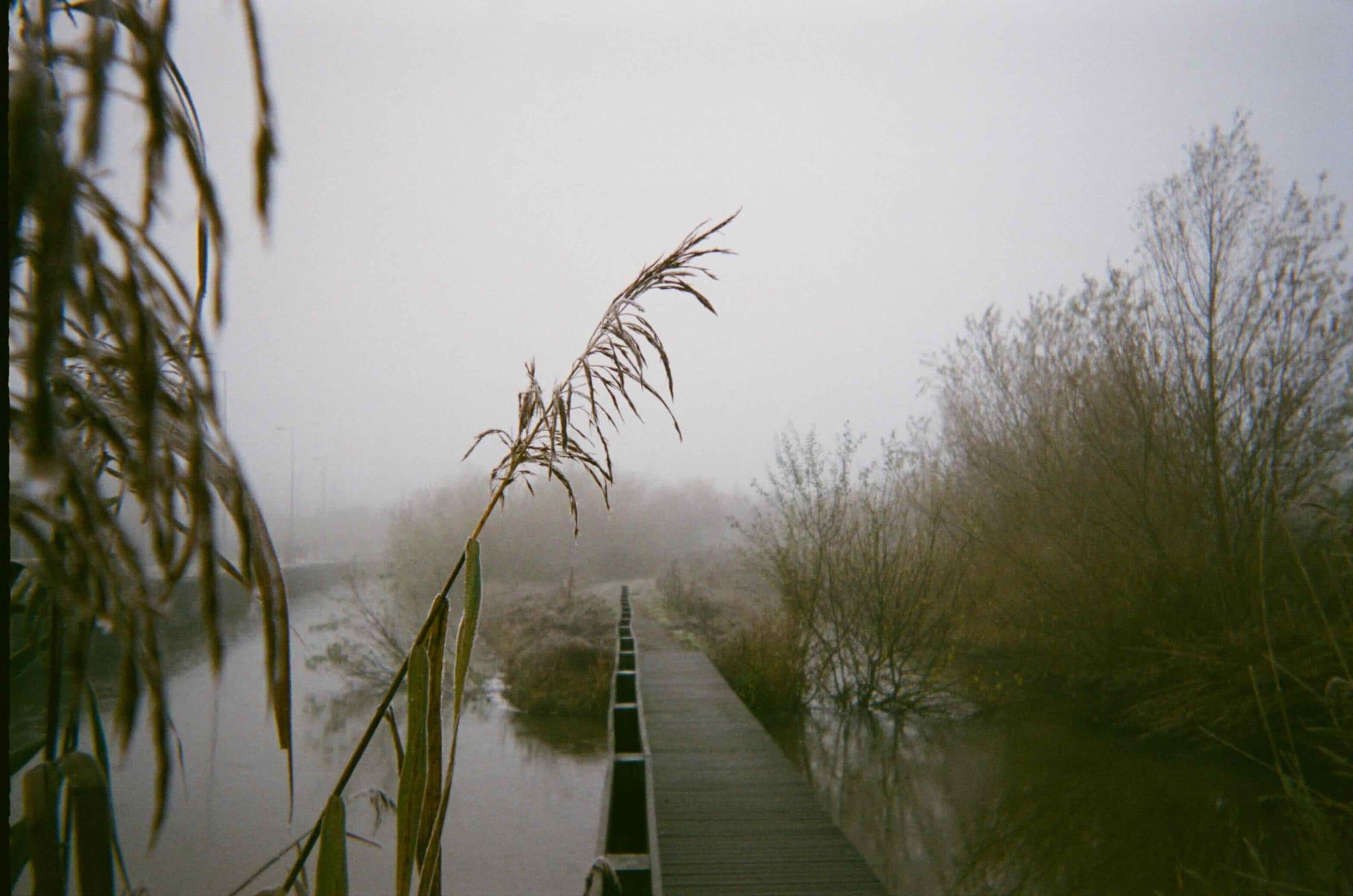 An analogue picture of reeds & a bridge over a small water