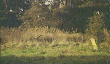 Reiger op de Joodse begraafplaats
